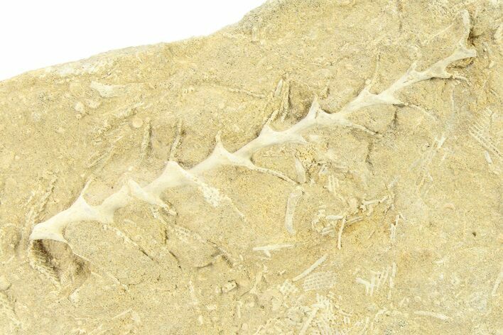 Archimedes Screw Bryozoan Fossil - Illinois #282703